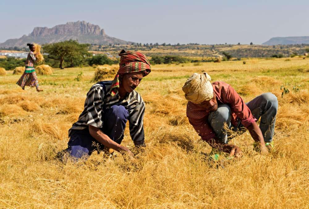 Shock Proofing Global Food Systems A Pathway to Peace Security